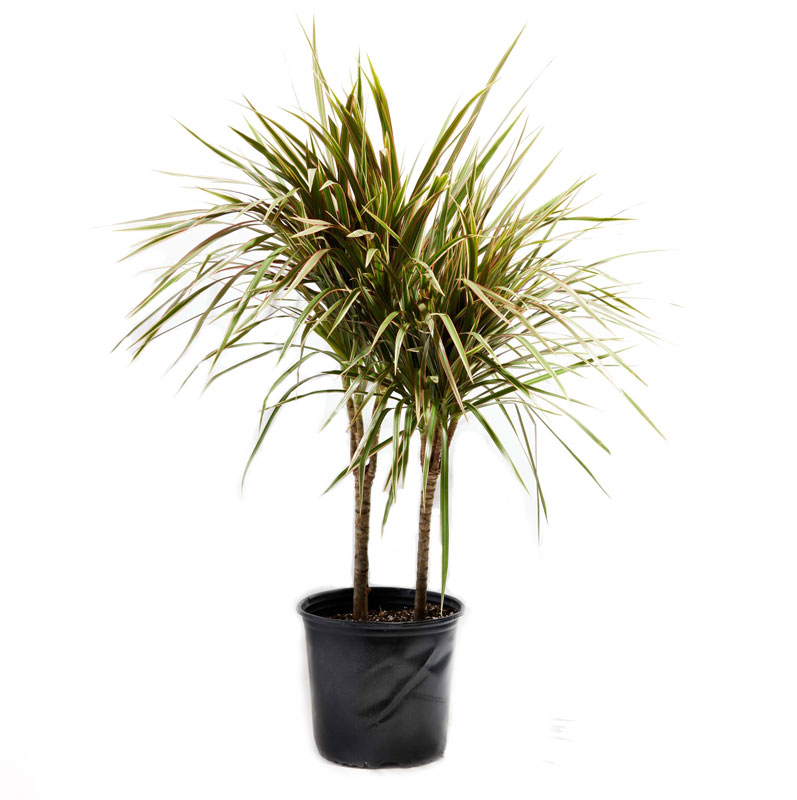 دراسینا سبز